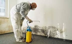 Why You Should Choose Our Mold Remediation Services in Magnolia, MS